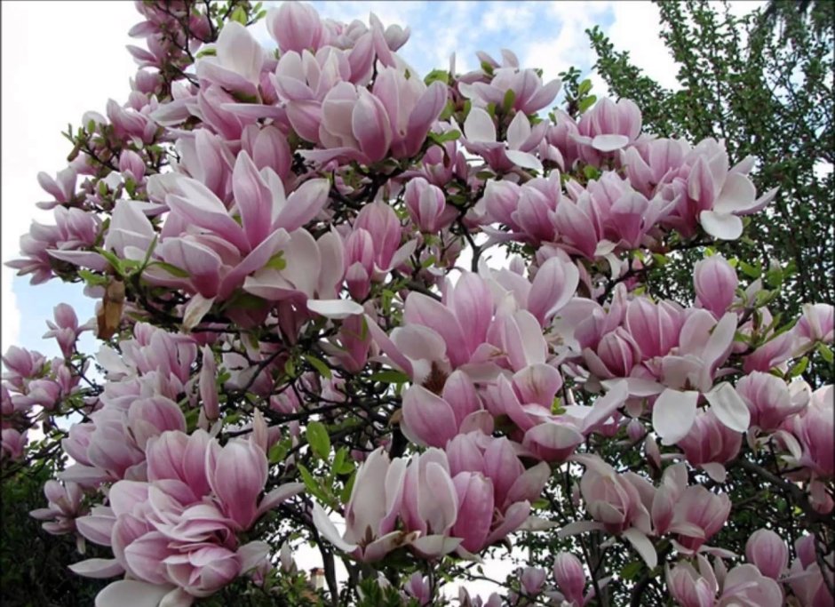 Тюльпановое дерево розовое