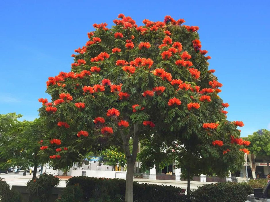 Магнолия тюльпановое дерево