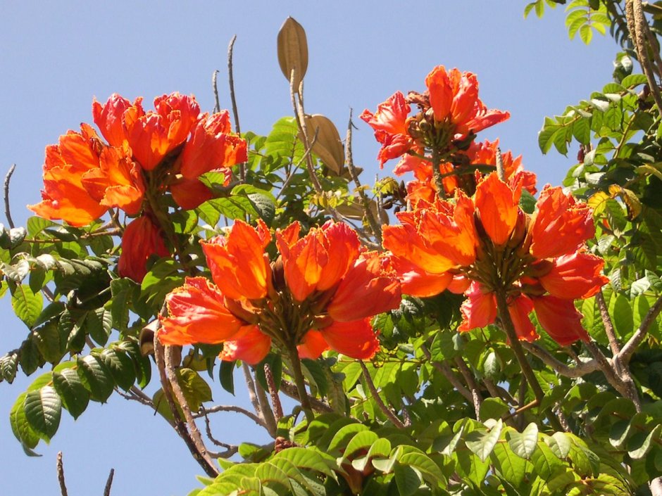 Тюльпановое дерево Лириодендрон