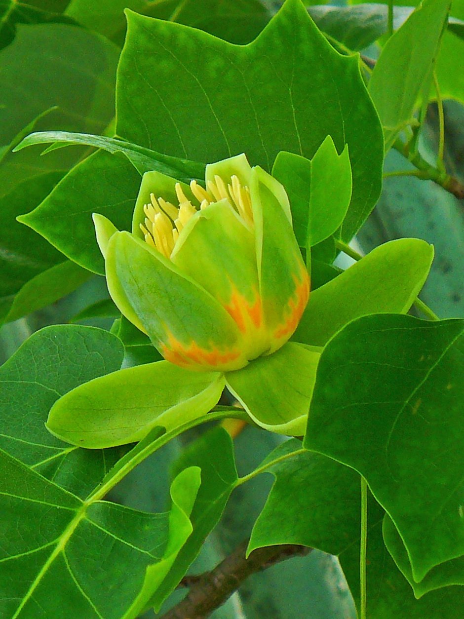 Тюльпанное дерево Лириодендрон китайский