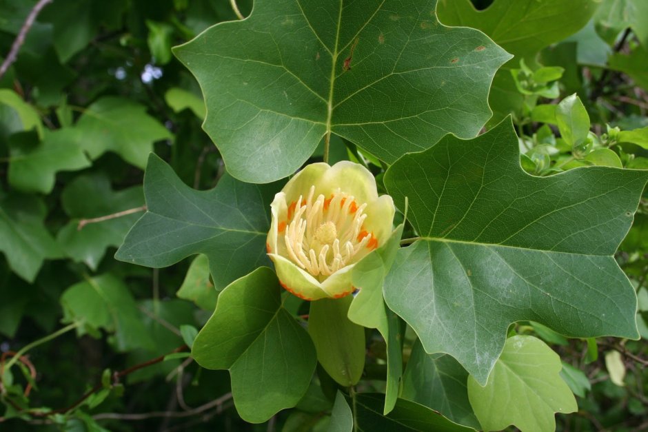 Тюльпановое дерево Лириодендрон