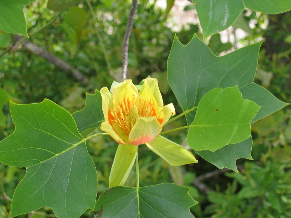 Тюльпановое дерево Сакура