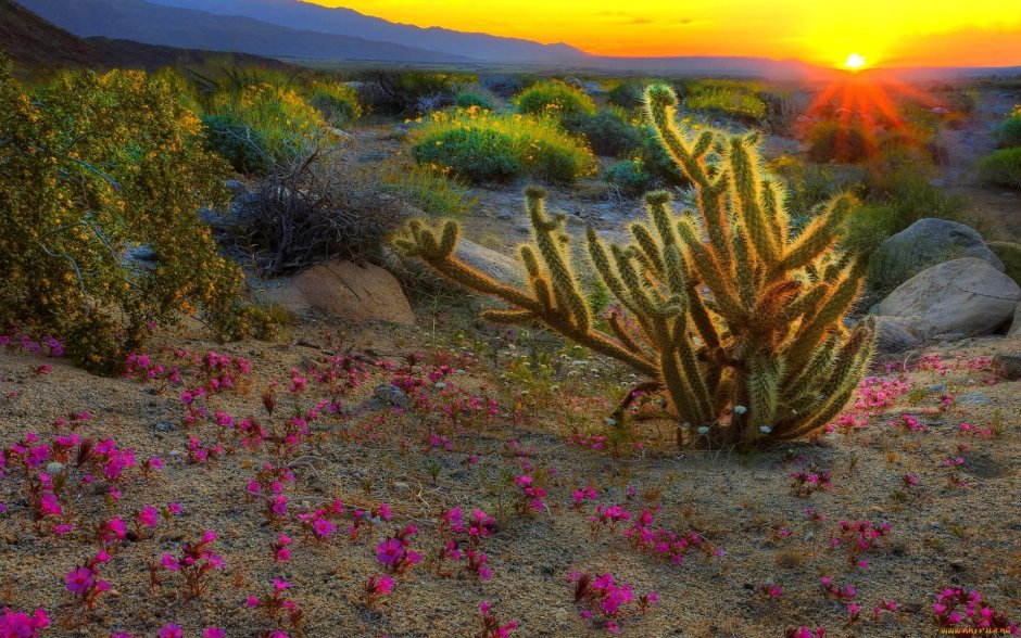 Пустыня Атакама кактусы