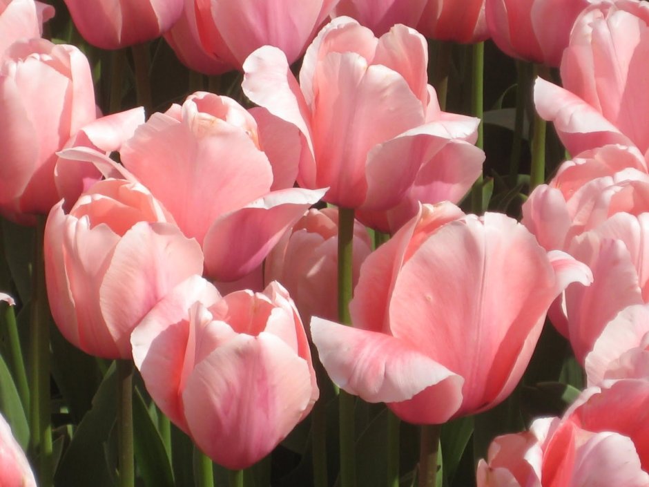Розовые тюльпаны Эстетика