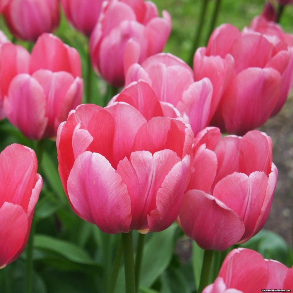 Pink Tulip (японская селекция)