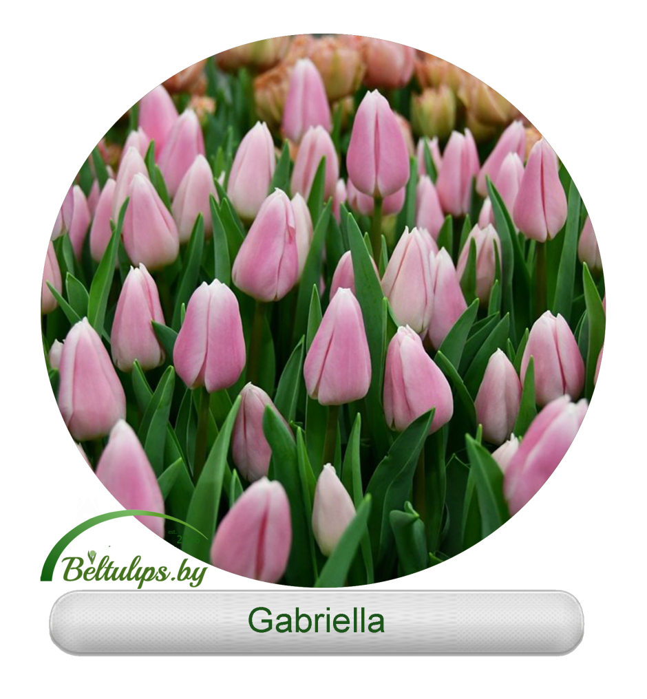 Тюльпан Gabriella