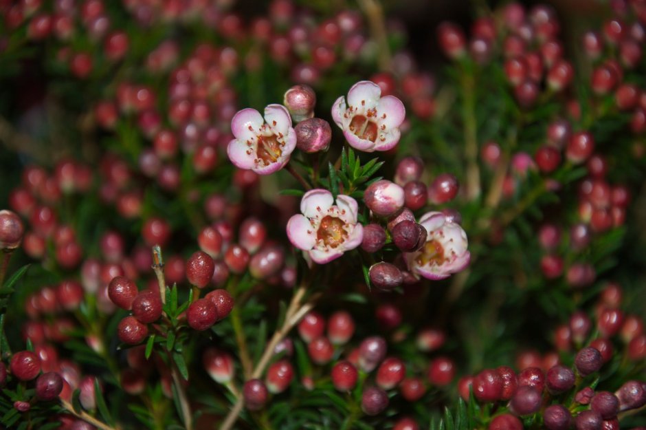 Chamelaucium Liron