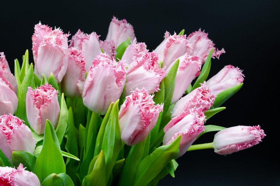 Тюльпан Антуанетта многоцветковый