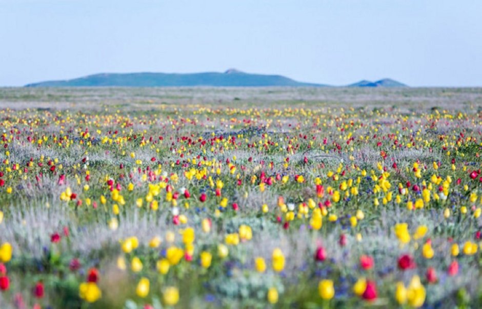 Цветение тюльпанов в Крыму