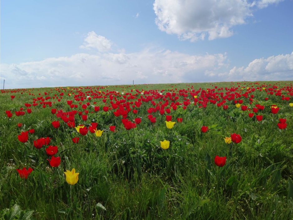 Калмыкия Калмыкия степные тюльпаны