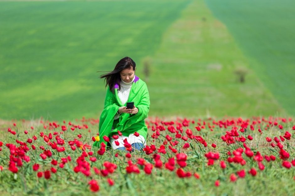 Элиста Калмыкия цветение тюльпанов