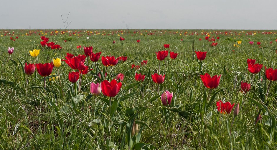 Цветение тюльпанов в Калмыкии 2022