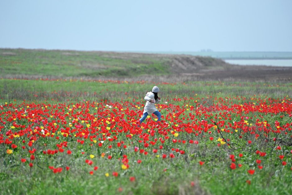 Калмыкия тюльпановые поля