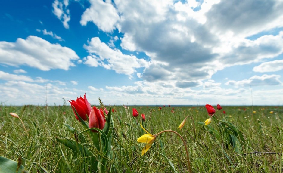 Степные тюльпаны в Ростовской области