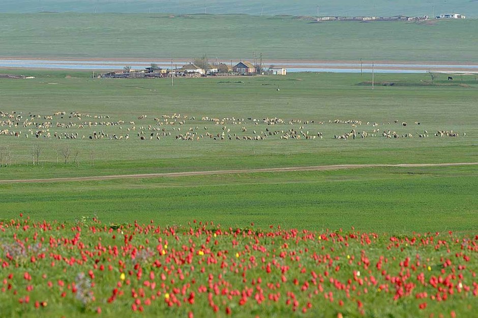 Долина тюльпанов Калмыкия
