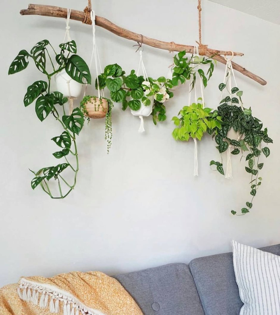 Висячие растения на стене