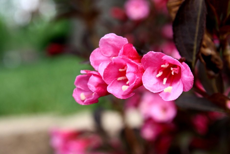 Растение с розовыми цветками