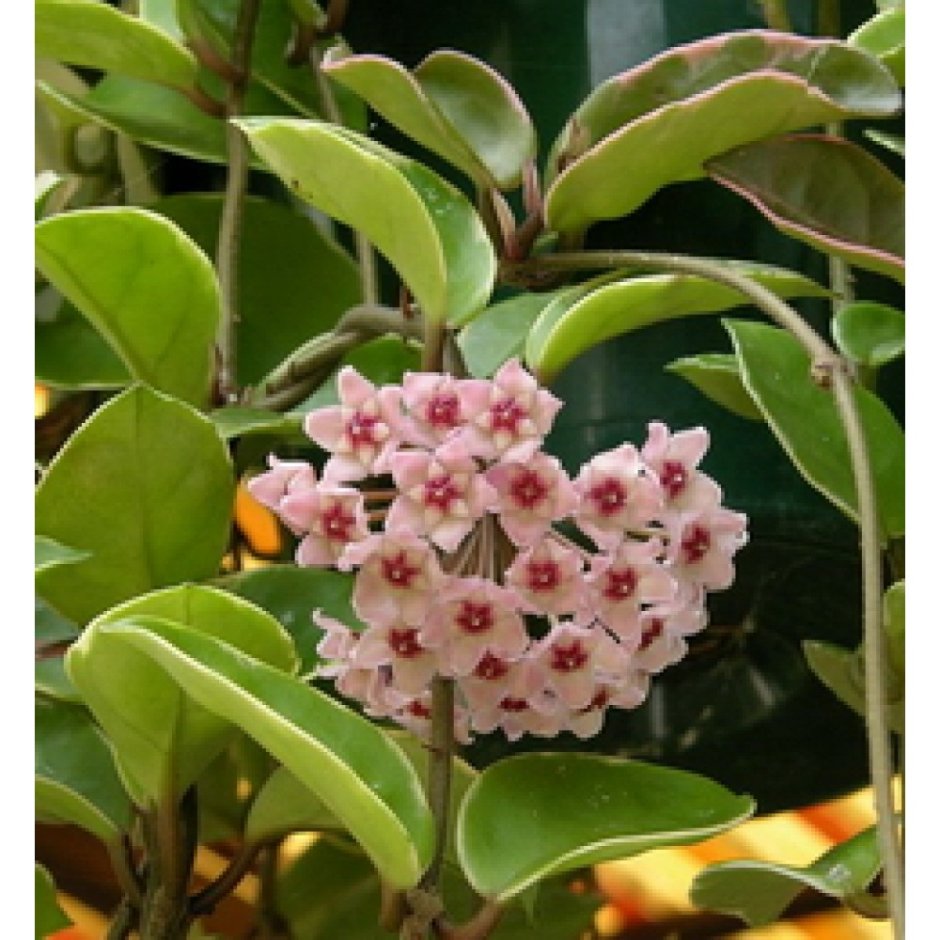 Комнатное растение с розовыми цветочками