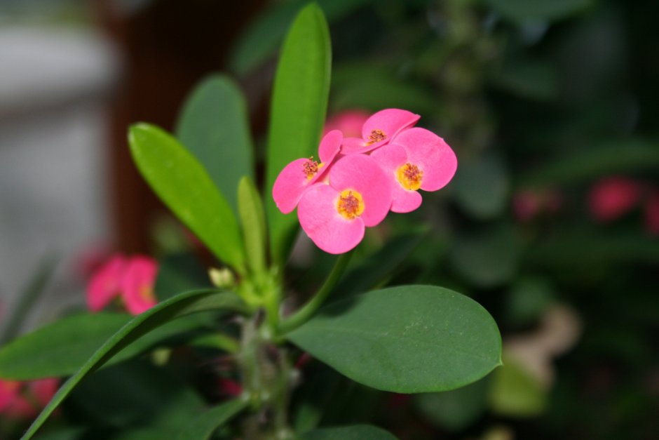 Растение с маленькими розовыми цветочками