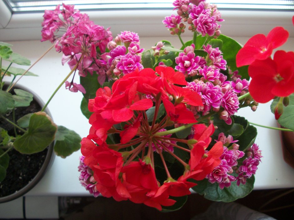 Комнатное растение с розовыми цветочками