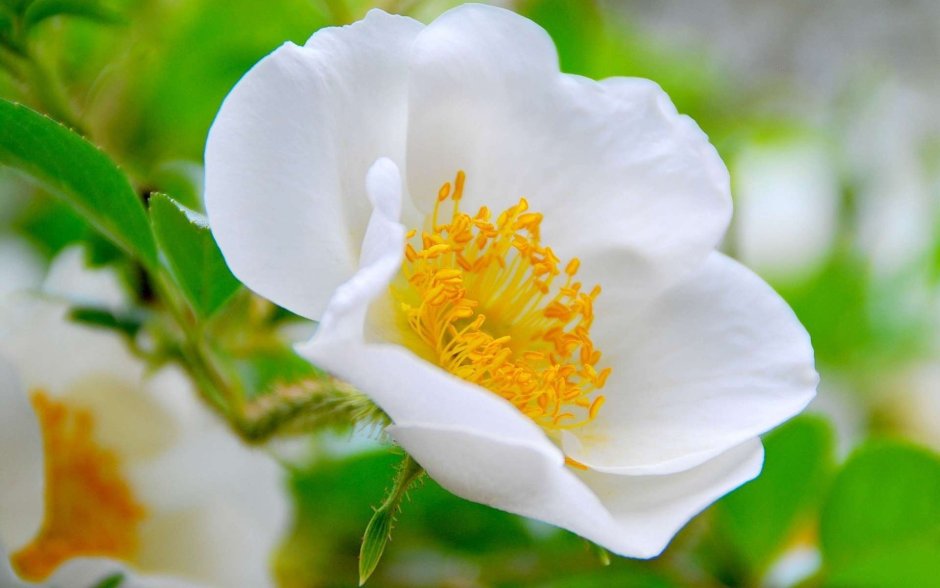 Роза белая с желтой серединкой