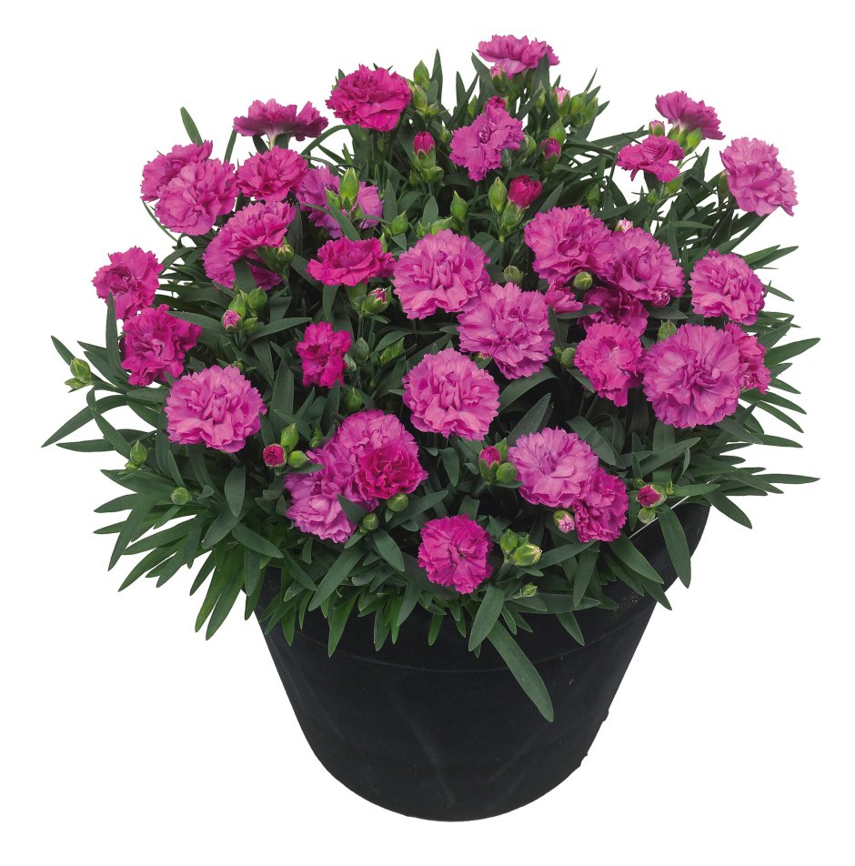 Гвоздика Dianthus Sunflor Cosmos