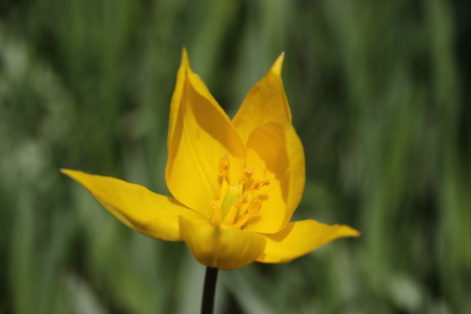 Тюльпан Биберштейна Tulipa biebersteiniana
