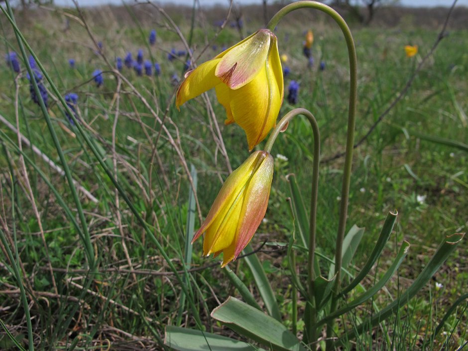 Tulipa Scythica