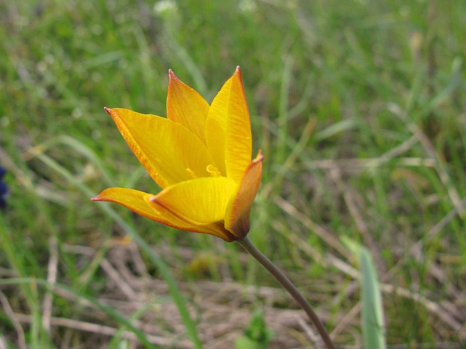 Тюльпан двуцветковый Tulipa biflora