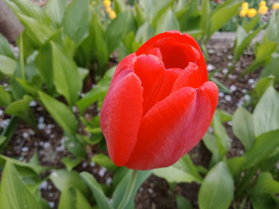 Тюльпан Red Baron