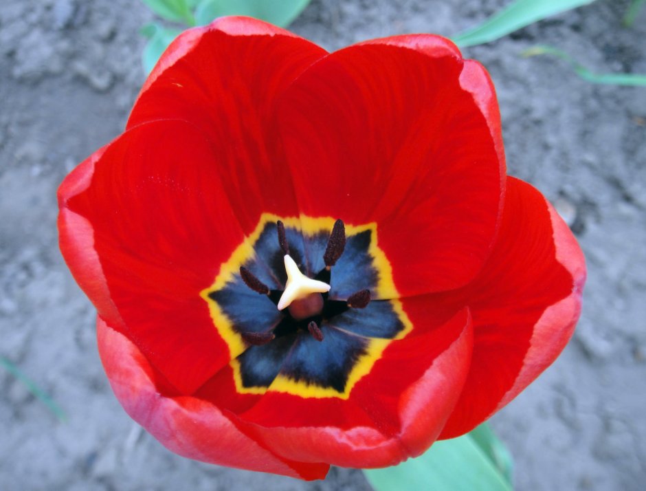 Тюльпан Red Westfrisian