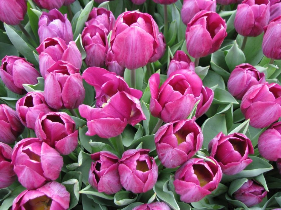 Тюльпан многоцветковый Аннелинда