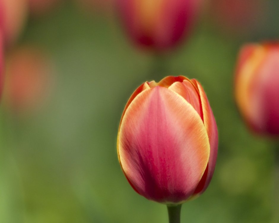 Цветоножка у тюльпана