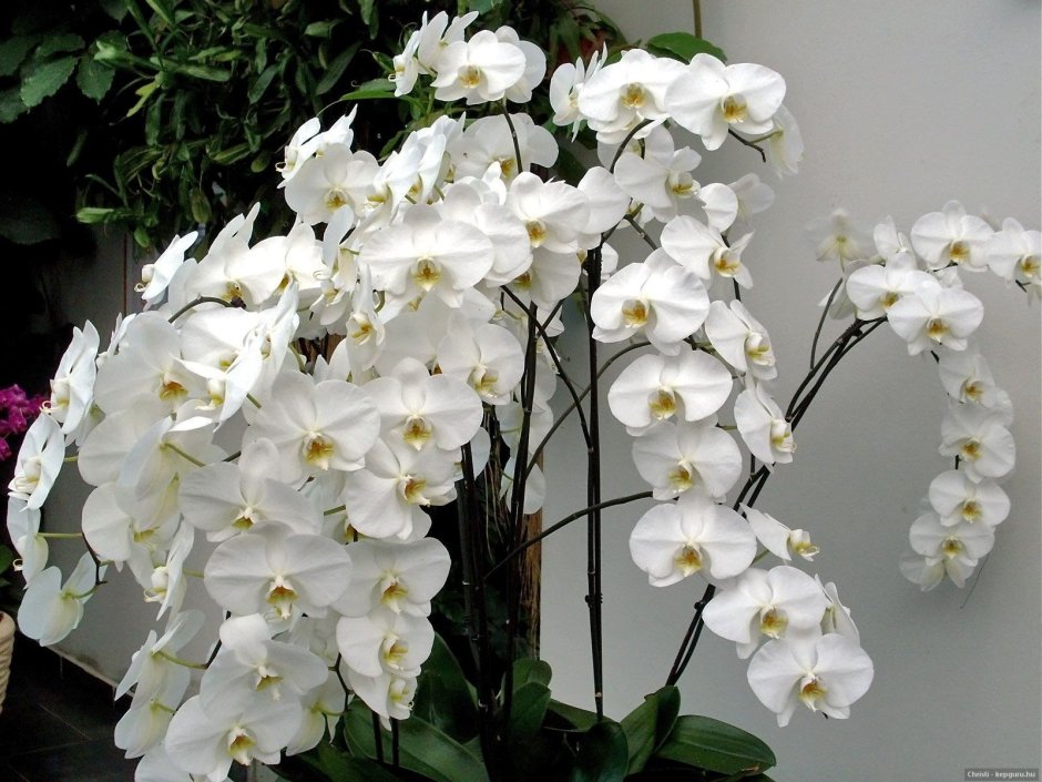 Сого Юкидан Орхидея