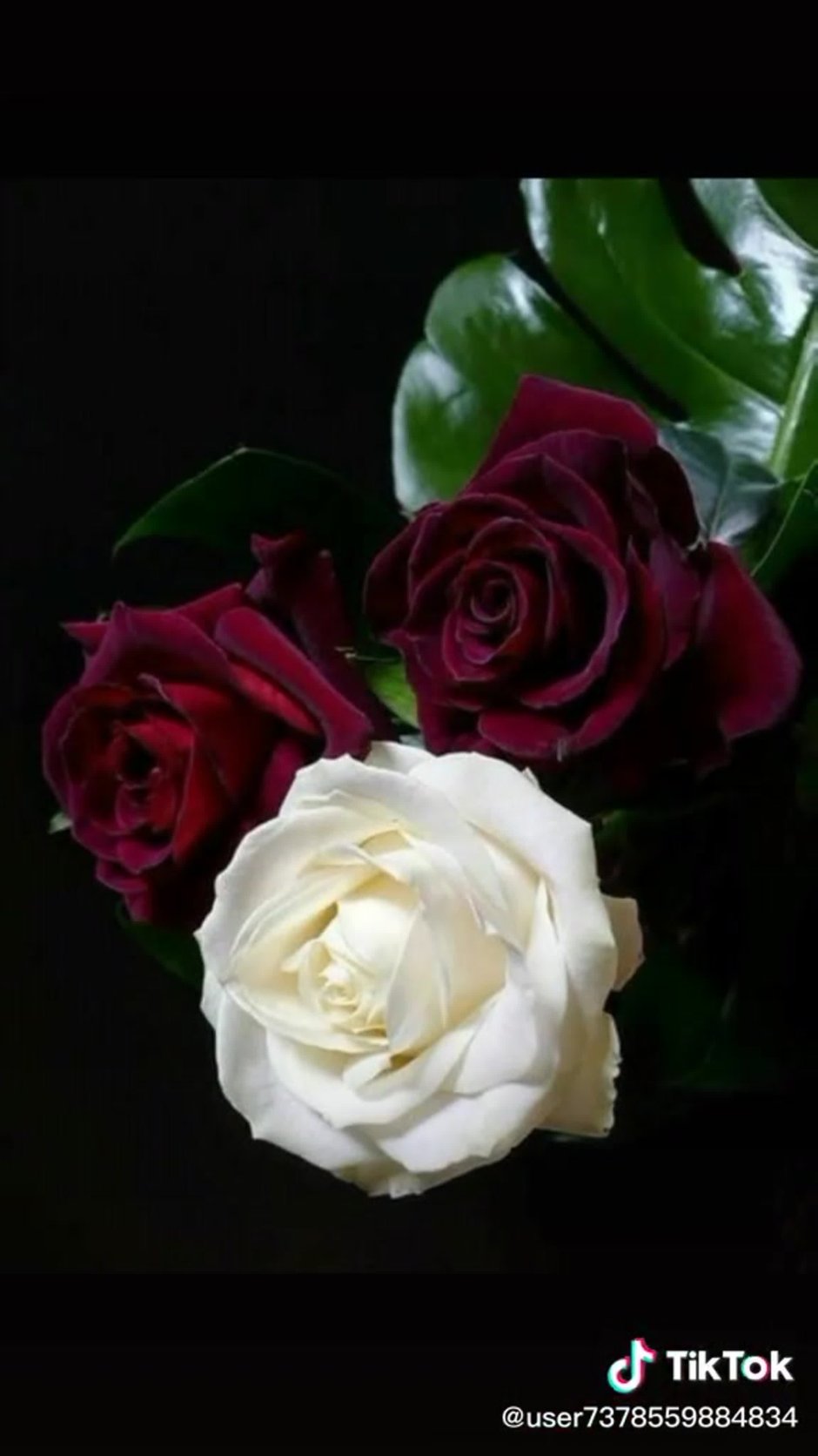Белая бархатная роза