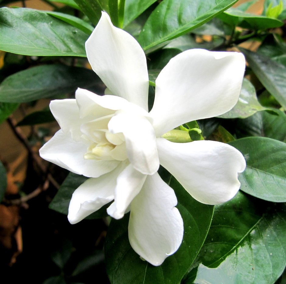 Цветок Гардения жасминовидная