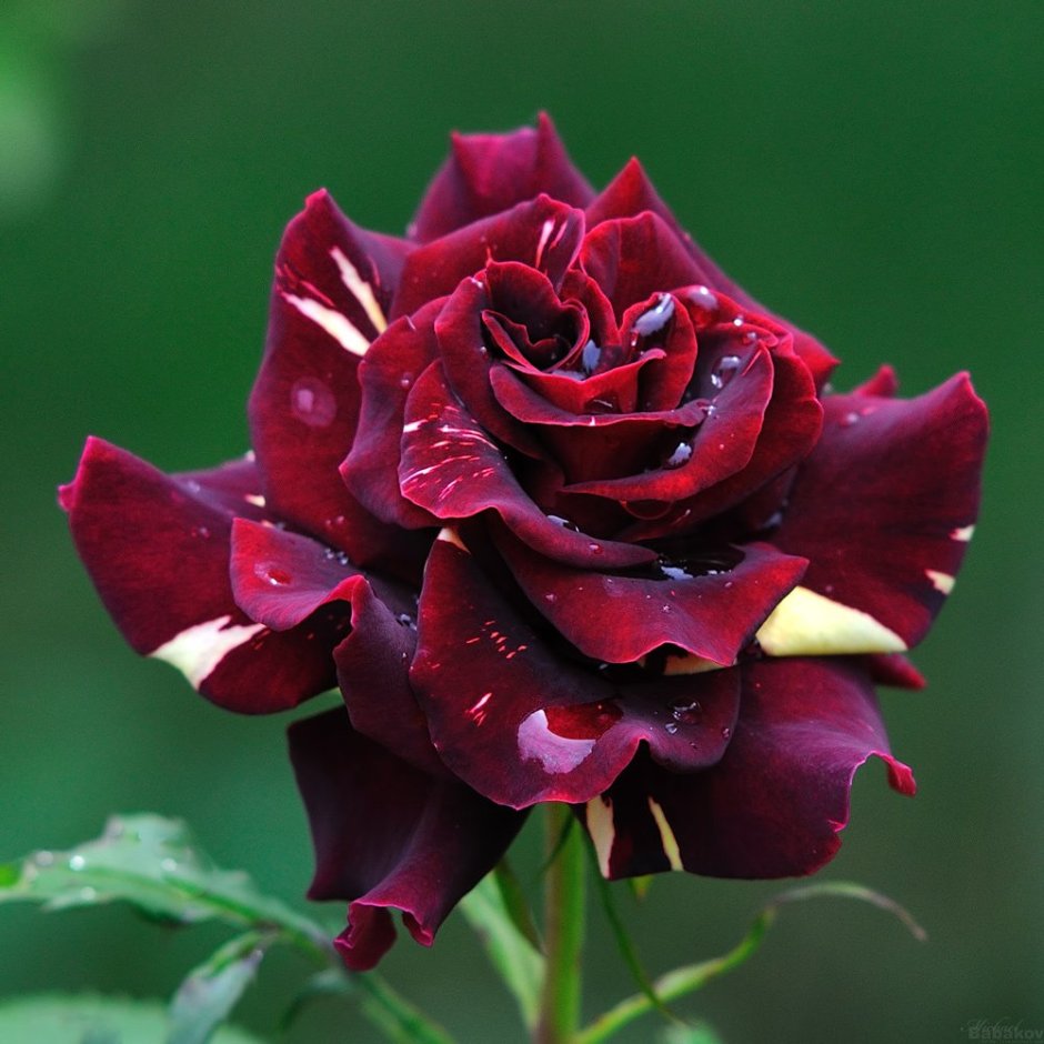 Роза Королевский бархат темно-бордовая грандифлора
