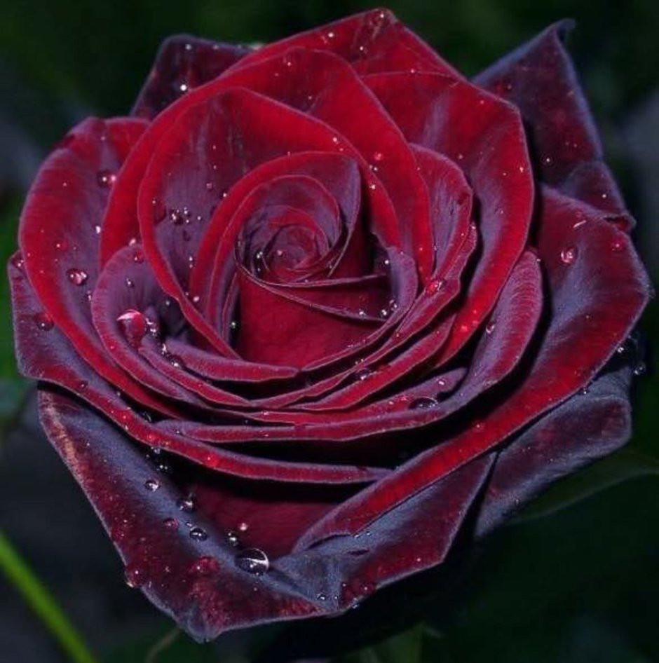 Розы темно бордовые чайно гибридные