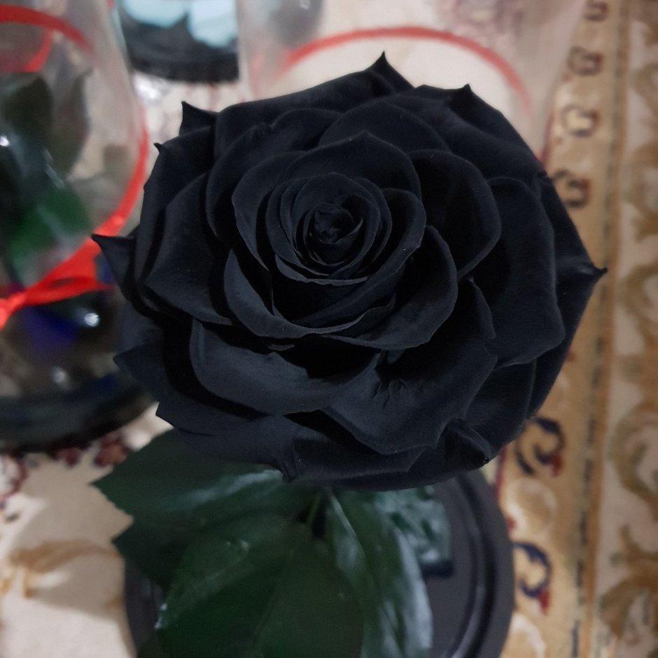 Королевская бархатная роза