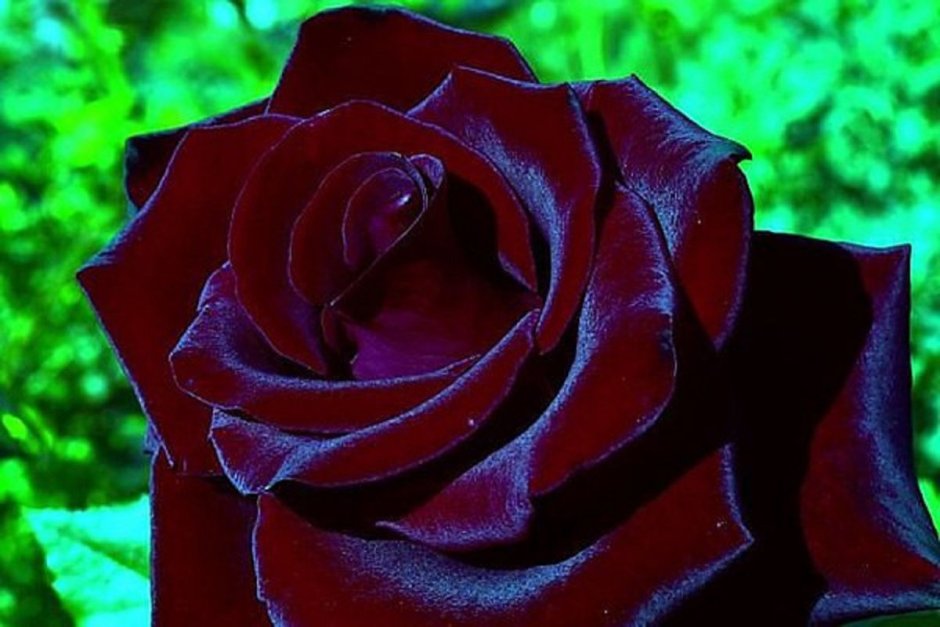 Роза чайно-гибридная черная магия