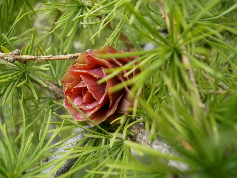 Полярная роза лиственница