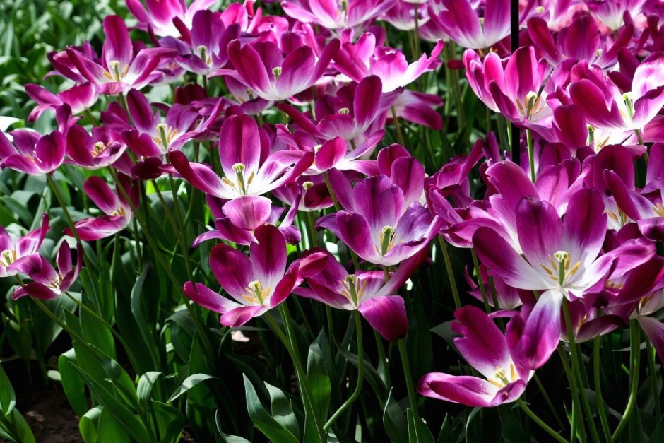 Лилейные тюльпаны