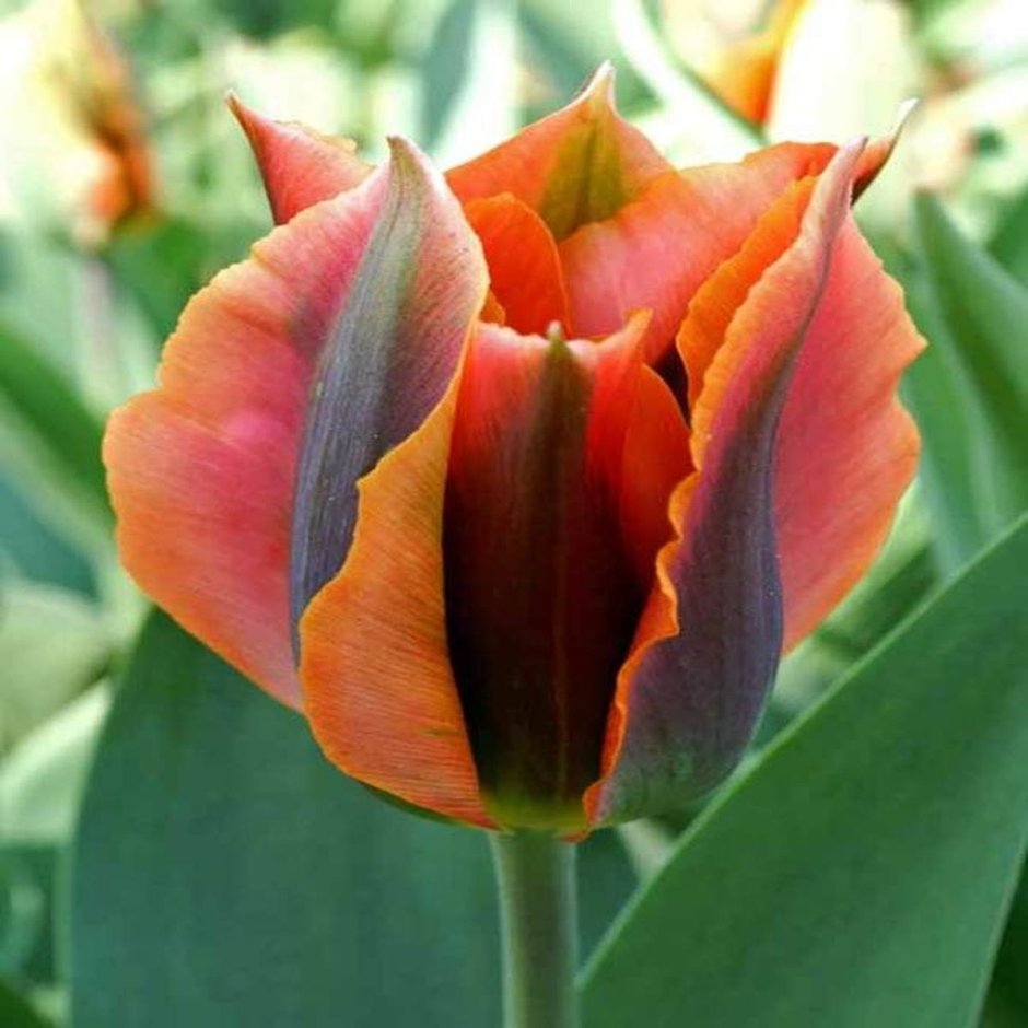 Самые редкие сорта тюльпанов