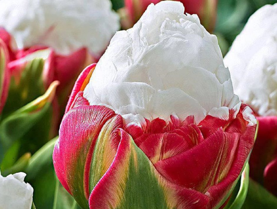 Необычные тюльпаны