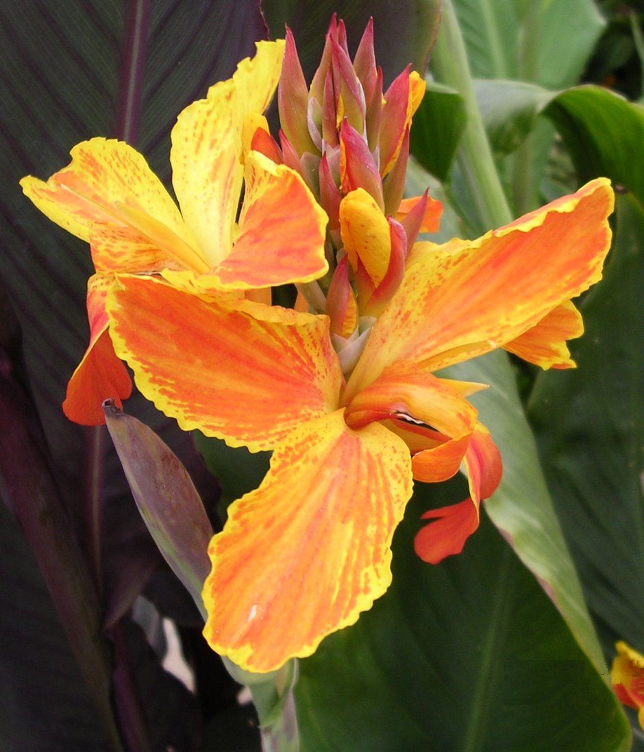 Канна индийская canna Indica