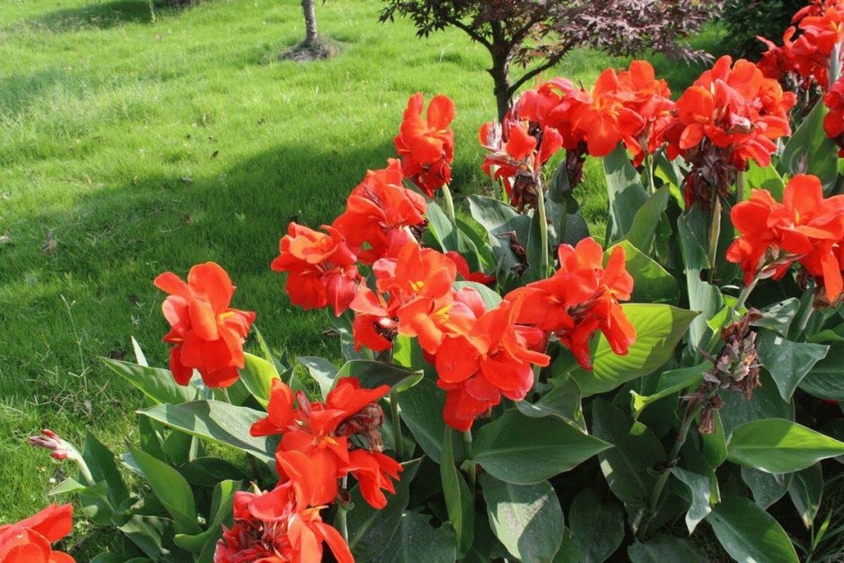 Tuerckheimii giant canna