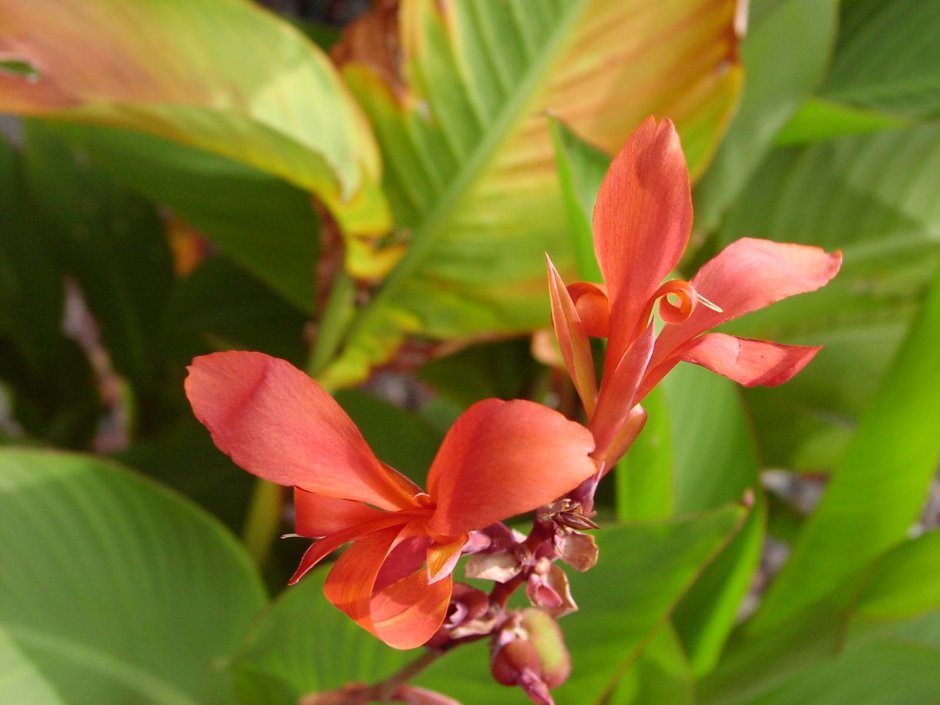 Канна индийская - canna Indica