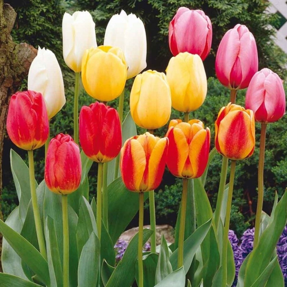 Тюльпаны Дарвиновы гибриды Tulipa Darwin Hybrid