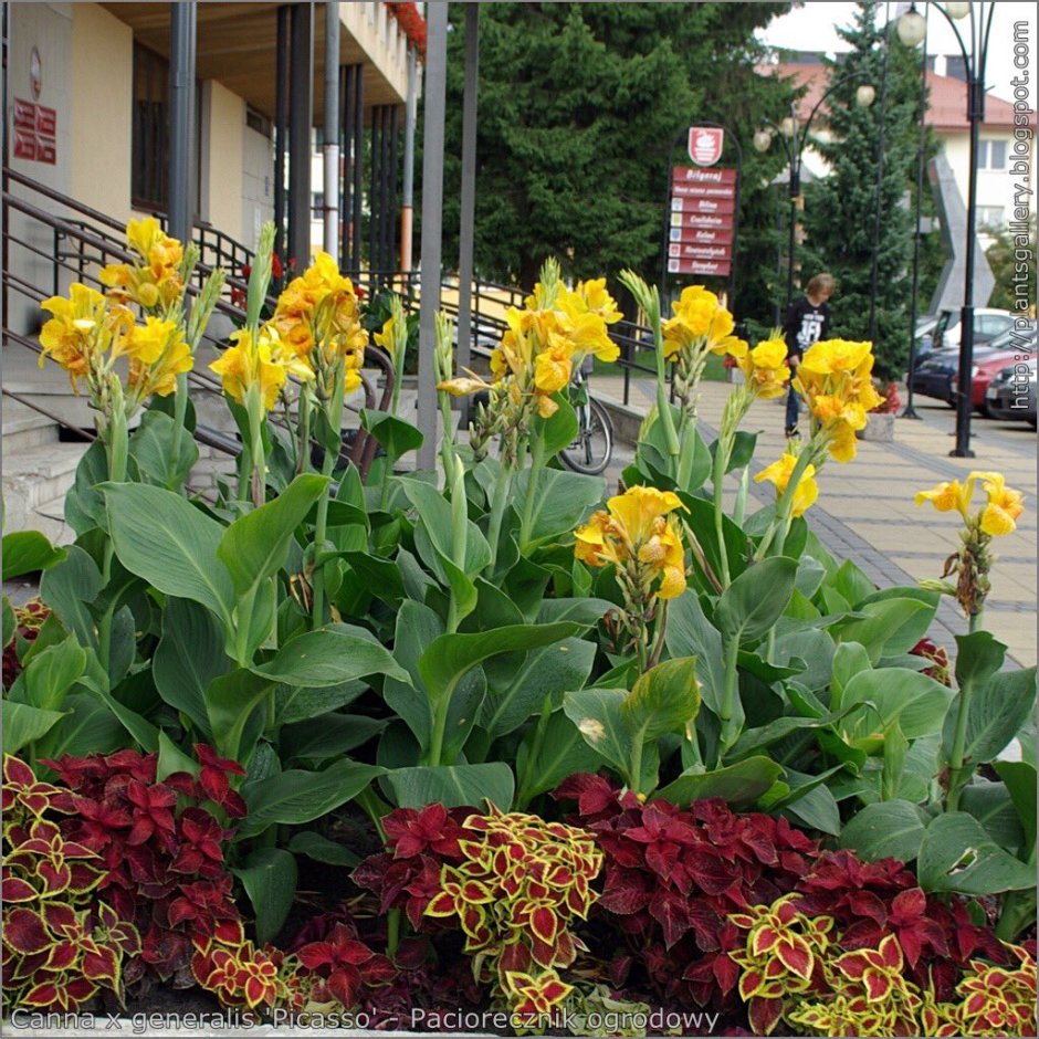 Канна индийская (canna Indica) “Dawn Pink”