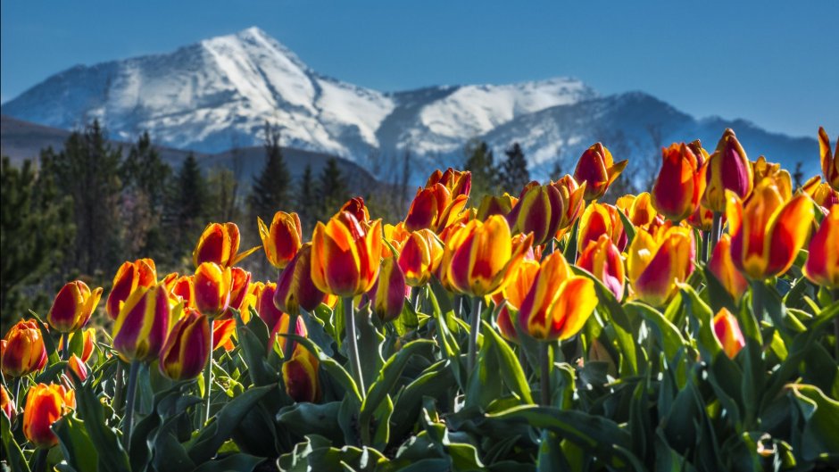 Чимганские горы Узбекистан тюльпаны